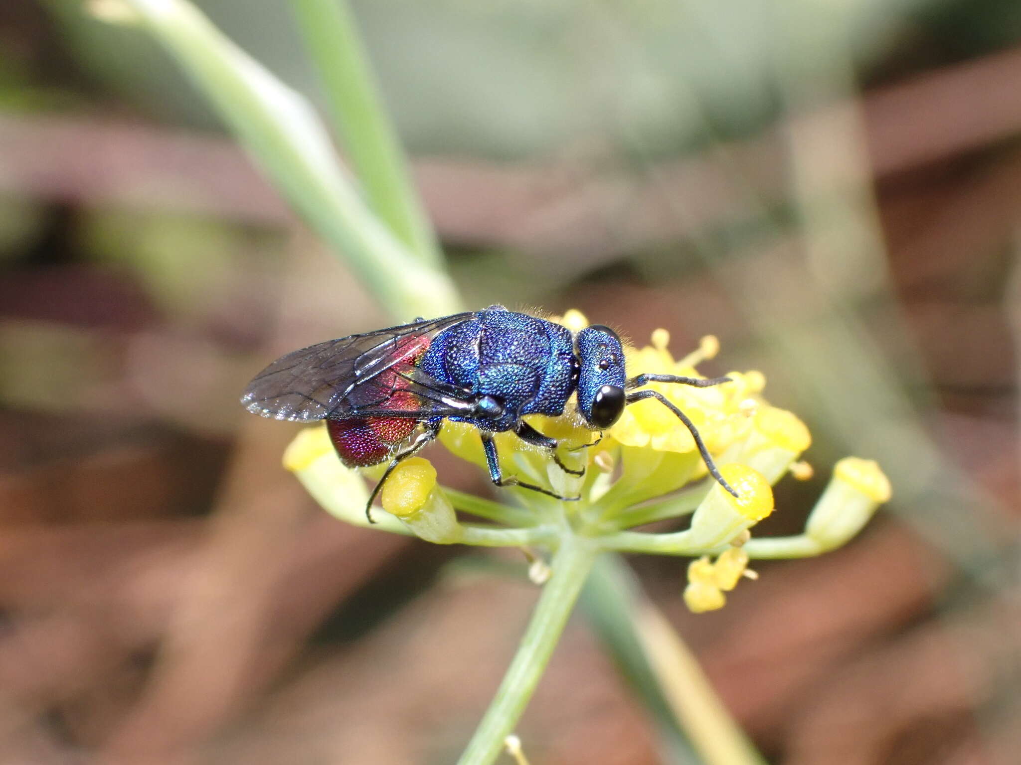 صورة <i>Chrysis magnidens</i>