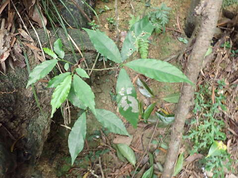 Image of Ficus formosana Maxim.