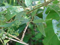 Image of Achyranthes longifolia (Makino) Makino