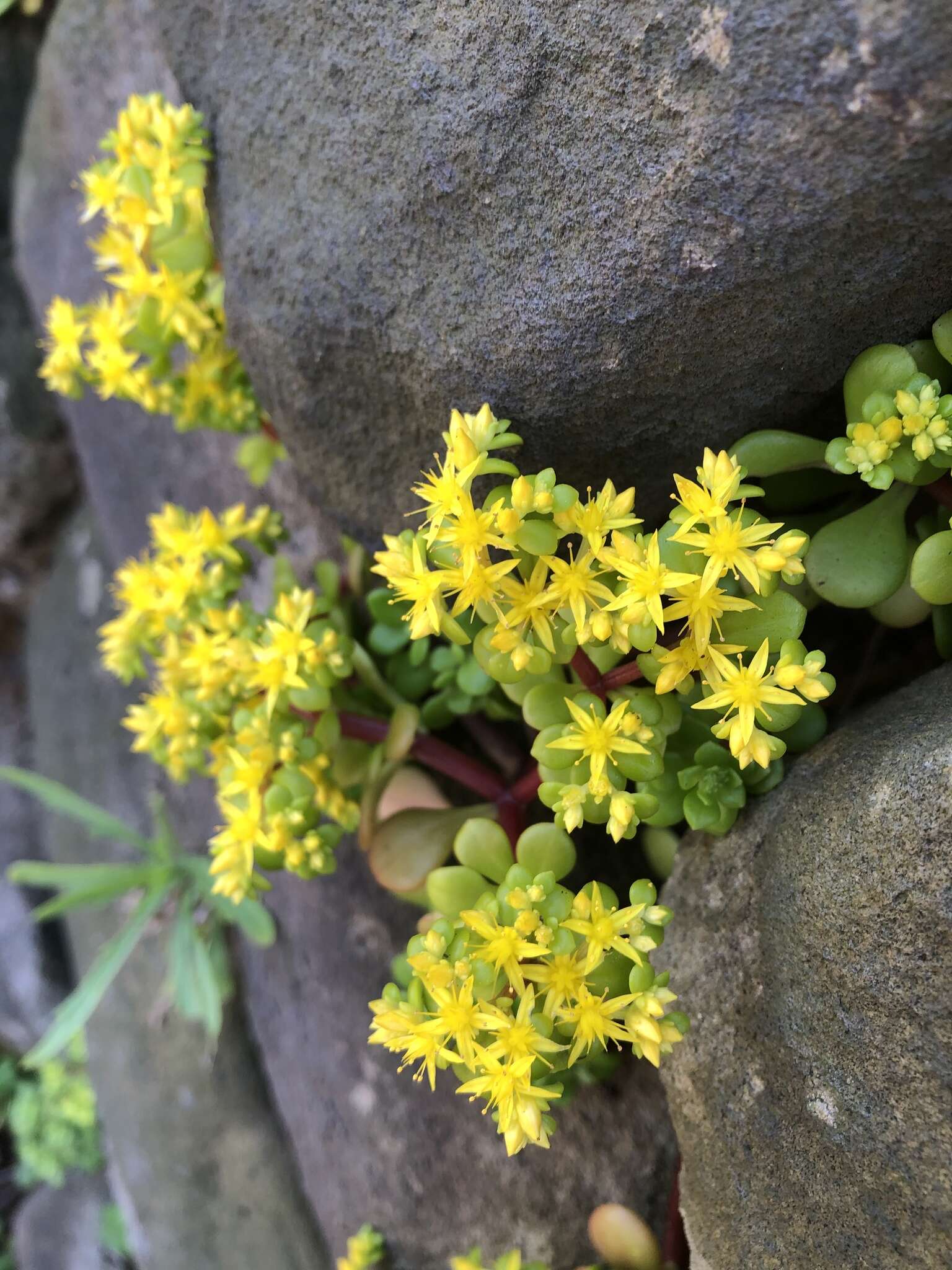 Sivun Sedum formosanum N. E. Br. kuva