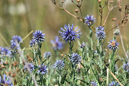 Image of Echinops microcephalus Sibth. & Sm.