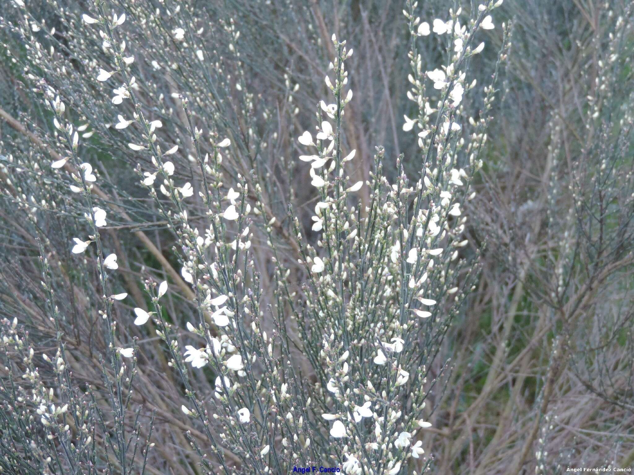 Image of white spanishbroom