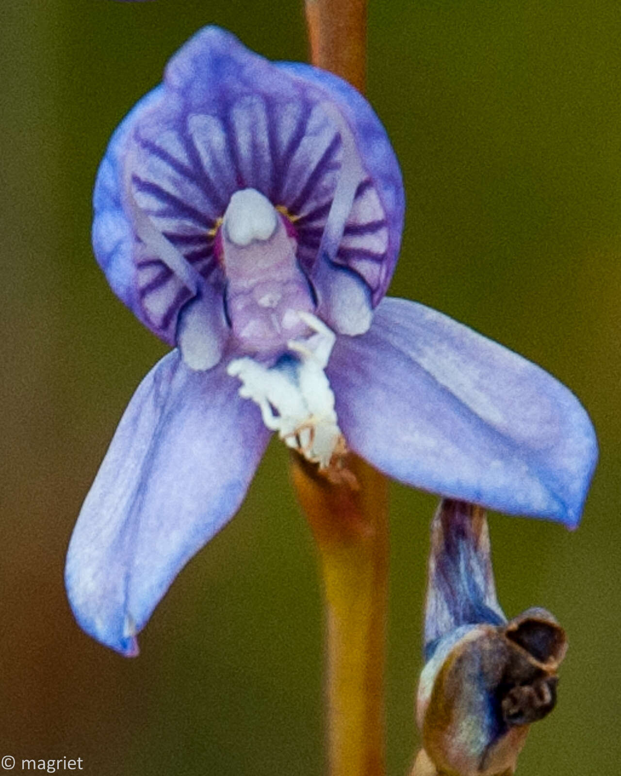 Image de Disa venusta Bolus