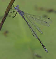 Image of Carolina Spreadwing