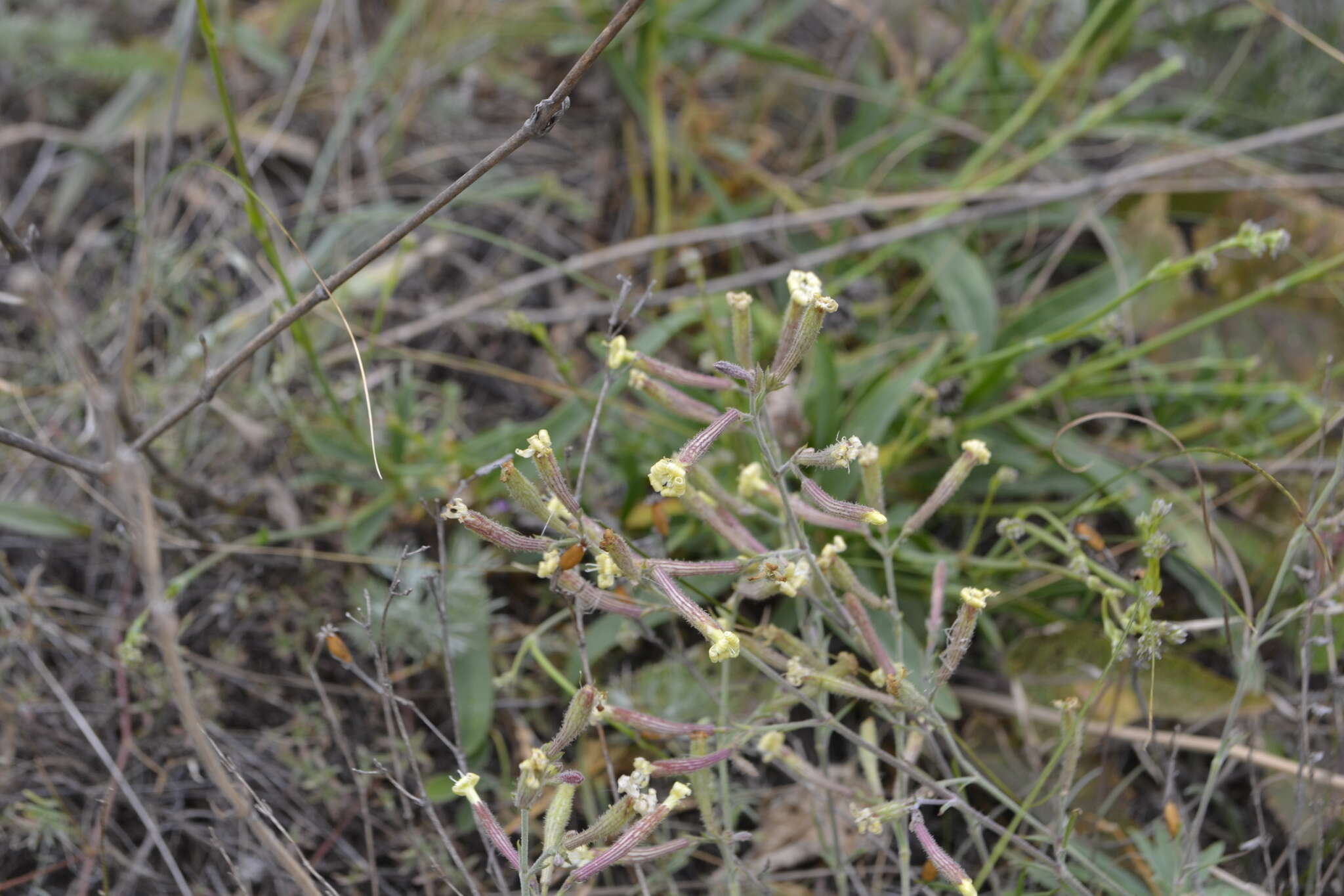 Sivun Silene supina M. Bieb. kuva