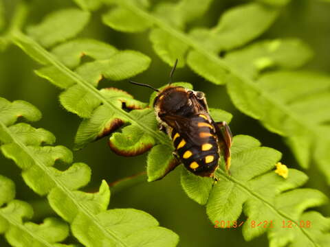 Imagem de Anthidium septemspinosum Lepeletier 1841