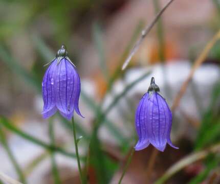 Image of Campanula cespitosa Scop.