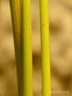 Imagem de Juncus filicaulis Buch. ex Maiden & Betche