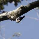 Image of Yellow-billed Nuthatch