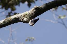 Image of Yellow-billed Nuthatch