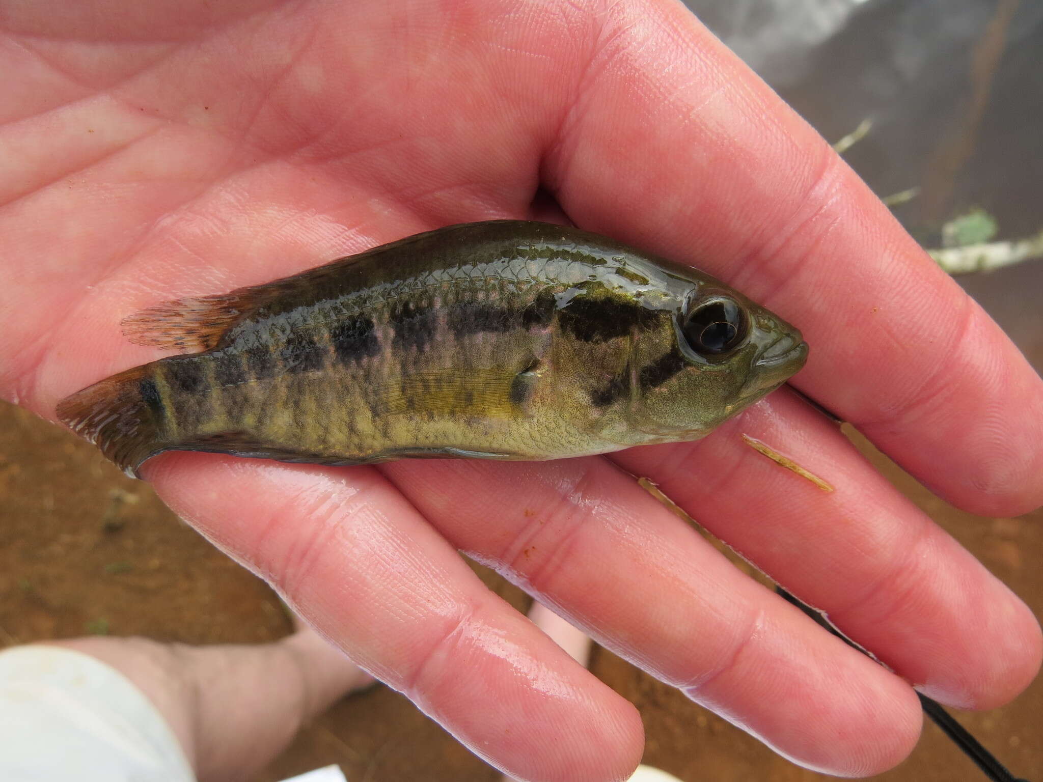 Image of Monarch Cichlid