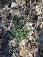 Image of Texas chickweed