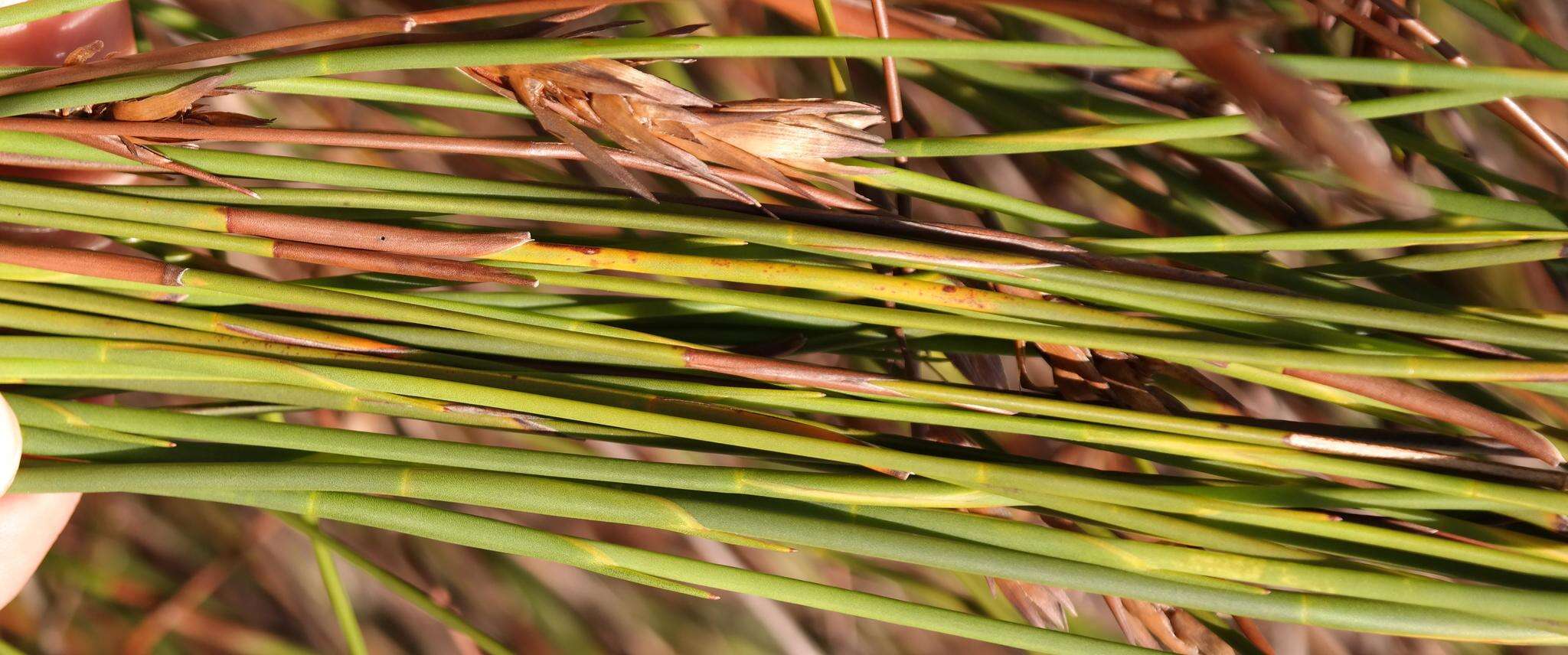 Image of Platycaulos major (Mast.) H. P. Linder