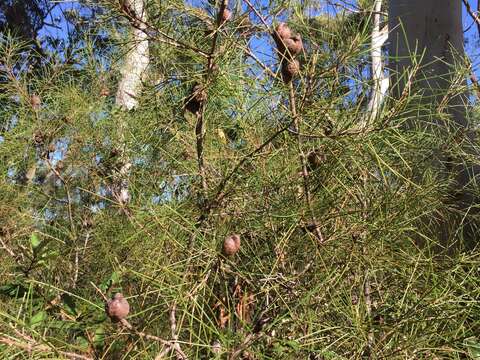 Image of Hakea actites W. R. Barker