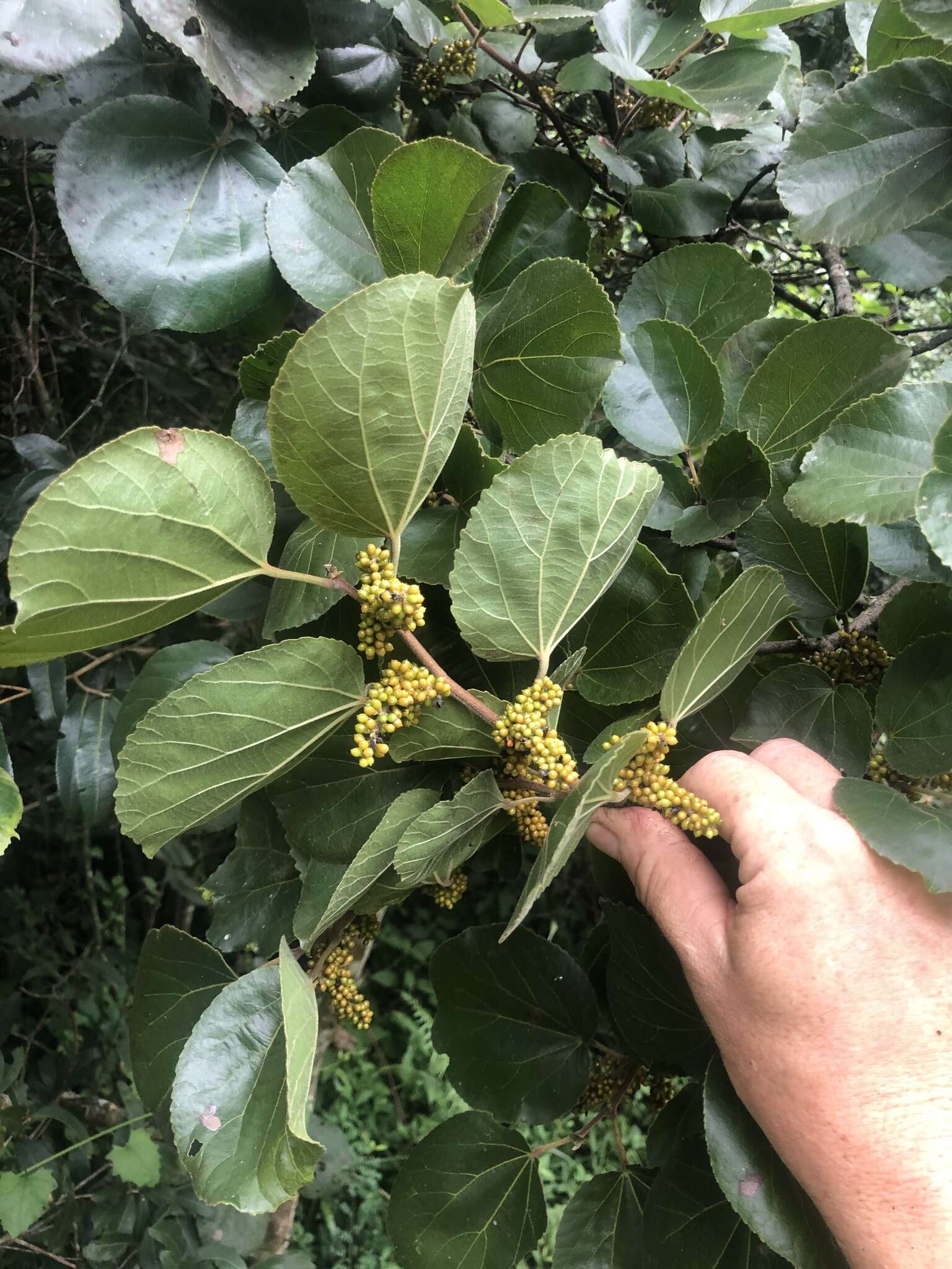 Image of Mulberry leaf