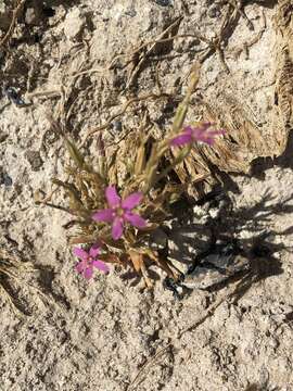 Image of Zeltnera namatophila