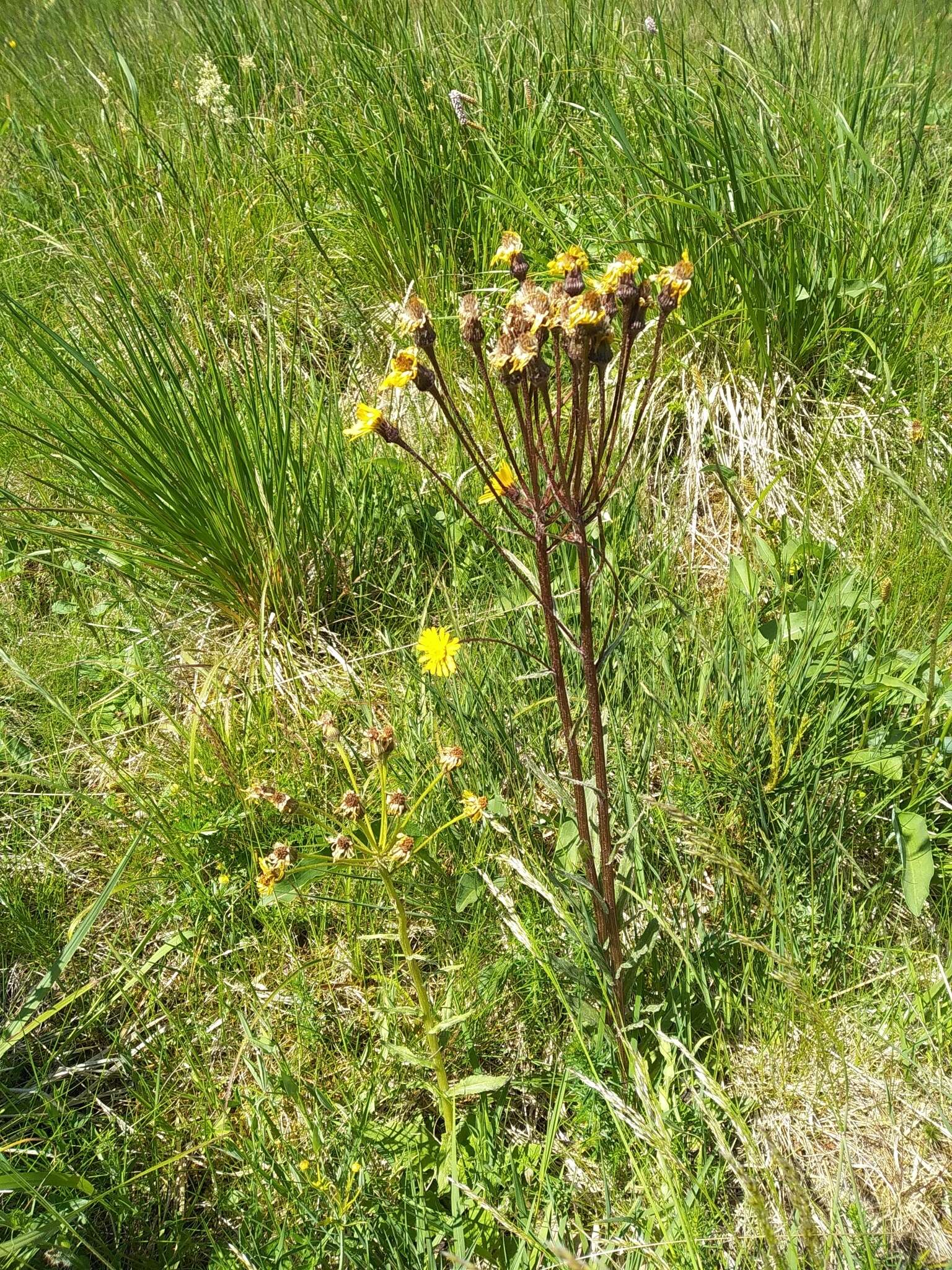 Tephroseris crispa (Jacq.) Schur的圖片