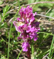 Image of Orchis patens Desf.
