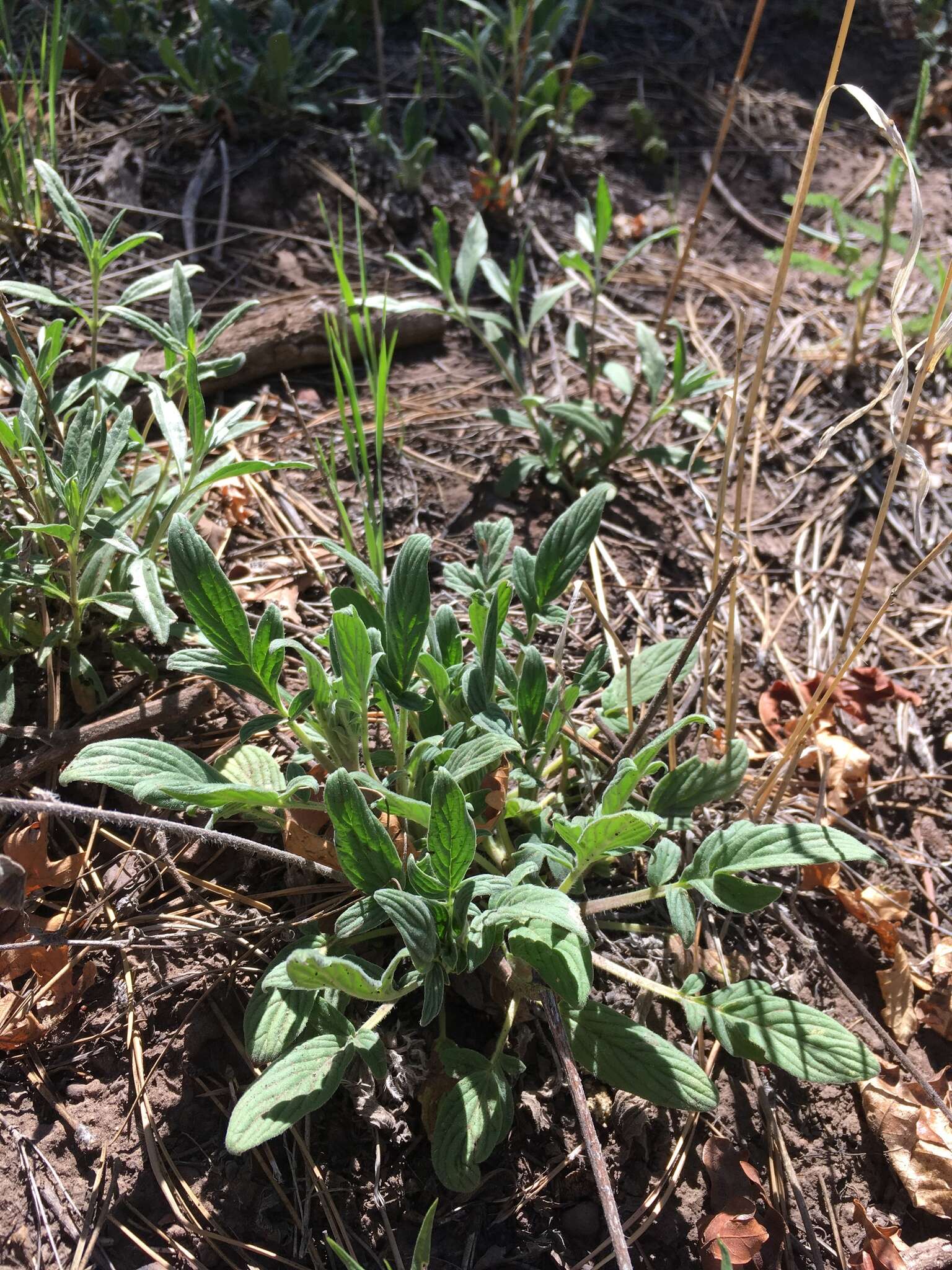 Image of Variable-Leaf Scorpion-Weed