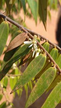 Xylopia sericea A. St.-Hil. resmi