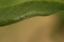 Image of <i>Escallonia paniculata</i> (Ruiz & Pav.) Roem. & Schult.