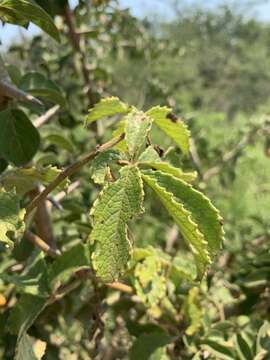 Cyphostemma cirrhosum subsp. transvaalense (Szyszyl.) C. A. Sm. resmi