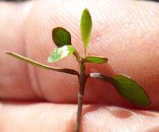 Image of Coprosma virescens Petrie