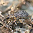 Image of Cyphocleonus trisulcatus (Herbst & J. F. W. 1795)