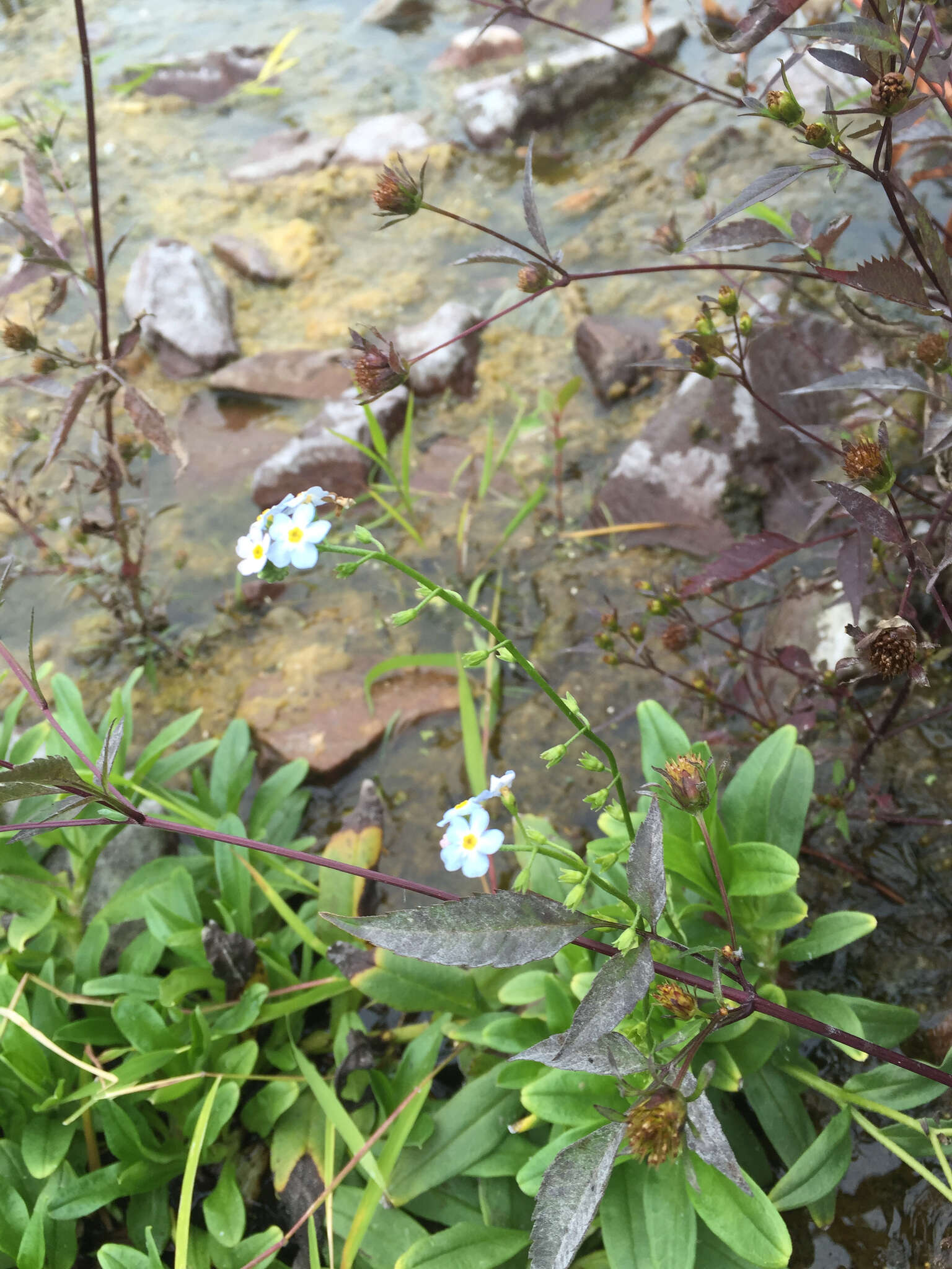 Image of true forget-me-not