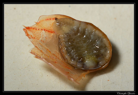 Image of <i>Bopyrus squillarum</i> Latreille 1802