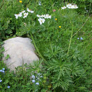 صورة Anemonastrum narcissiflorum subsp. fasciculatum (L.) Raus