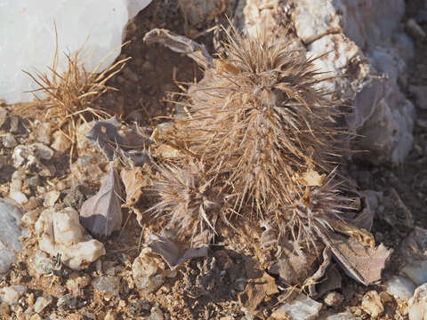 Acanthopsis disperma Harv. resmi