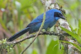 Image of Turquoise Jay