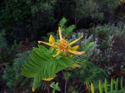 Image of Hypericum mysorense Heyne