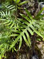 Image of Selliguea echinospora (Tag.) Fraser-Jenk.