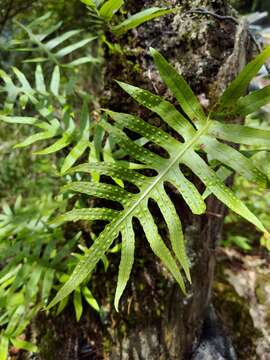 Selliguea echinospora (Tag.) Fraser-Jenk.的圖片