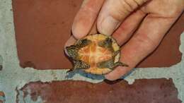 Image of Loggerhead Musk Turtle