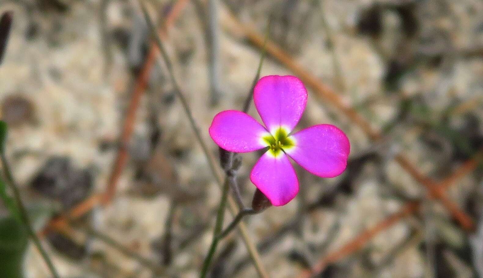 Imagem de Malcolmia triloba (L.) Spreng.