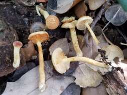 Image of Gymnopilus rufosquamulosus Hesler 1969