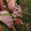 Image of Grevillea humilis subsp. lucens R. O. Makinson