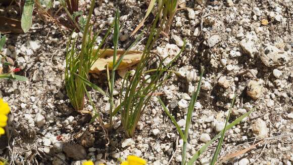 Imagem de Coreopsis californica (Nutt.) H. K. Sharsmith