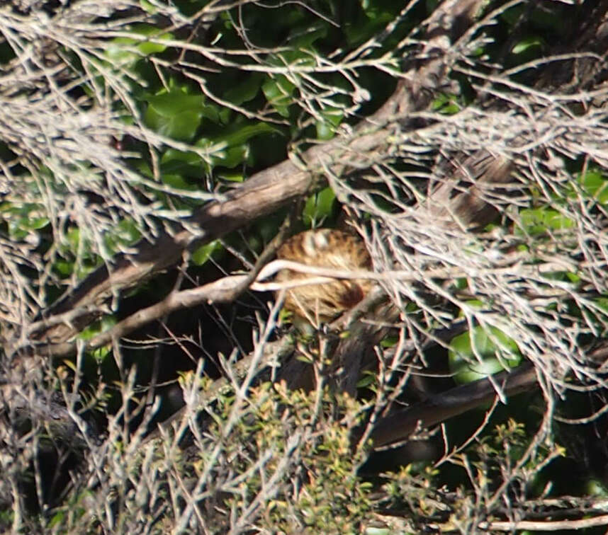 Image of Lesser Redpoll