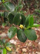 Image de Cyclophyllum jasminifolium Guillaumin & McKee