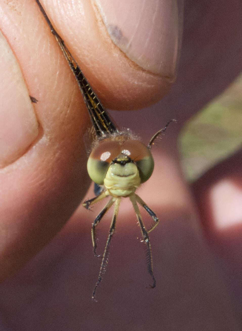 Image de Palpopleura jucunda Rambur 1842