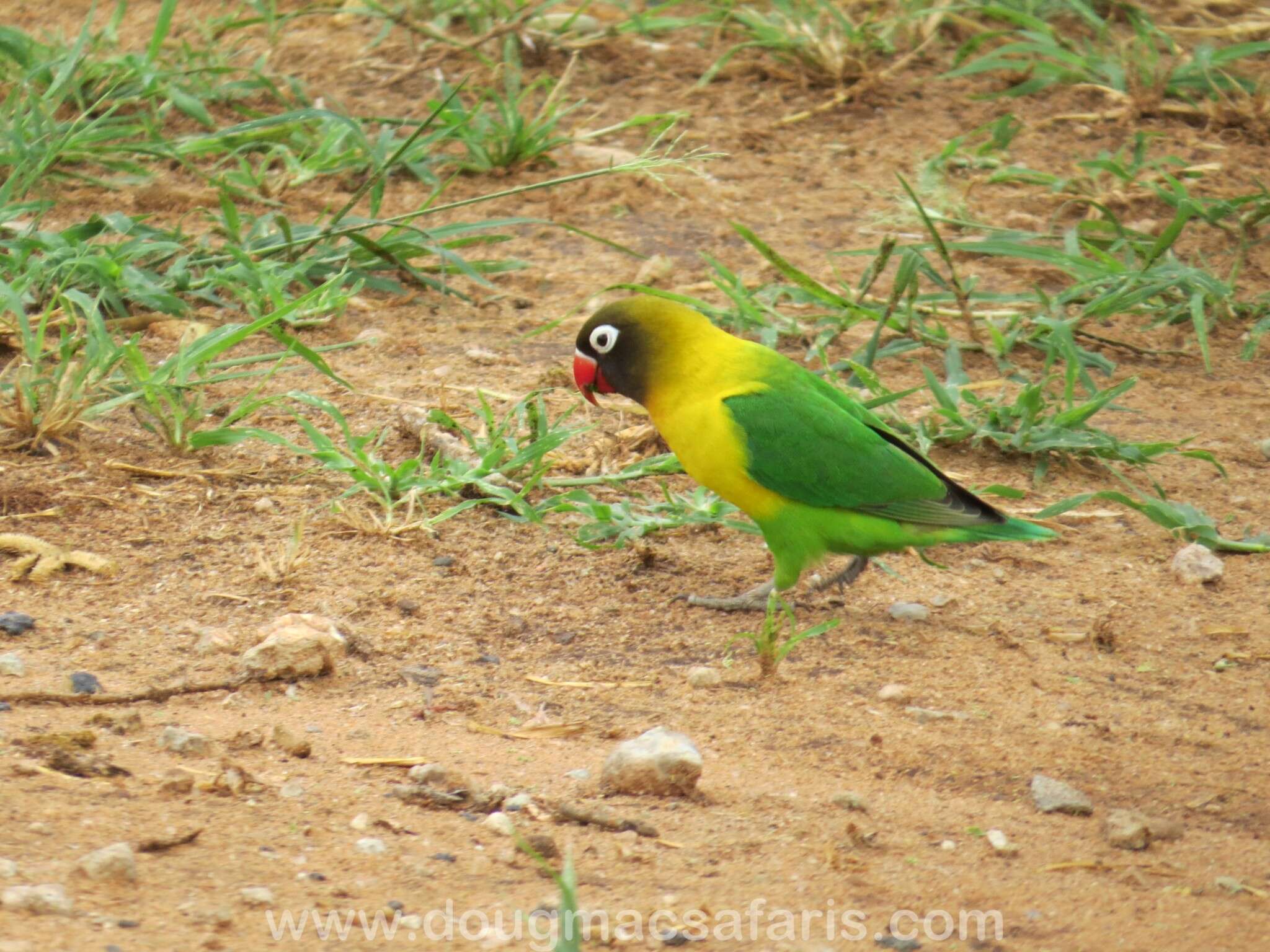 Image of Yellow-collared Lovebird