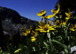 Sivun Helianthella uniflora (Nutt.) Torr. & A. Gray kuva