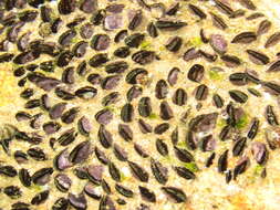 Image of variable mussel