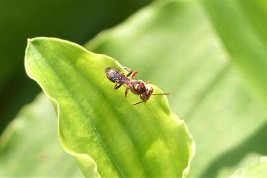 Image de Nomada adusta Smith 1875