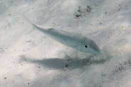 Image of Yellowstripe goatfish