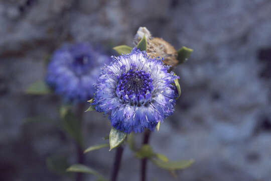 Image of Alypo globe daisy